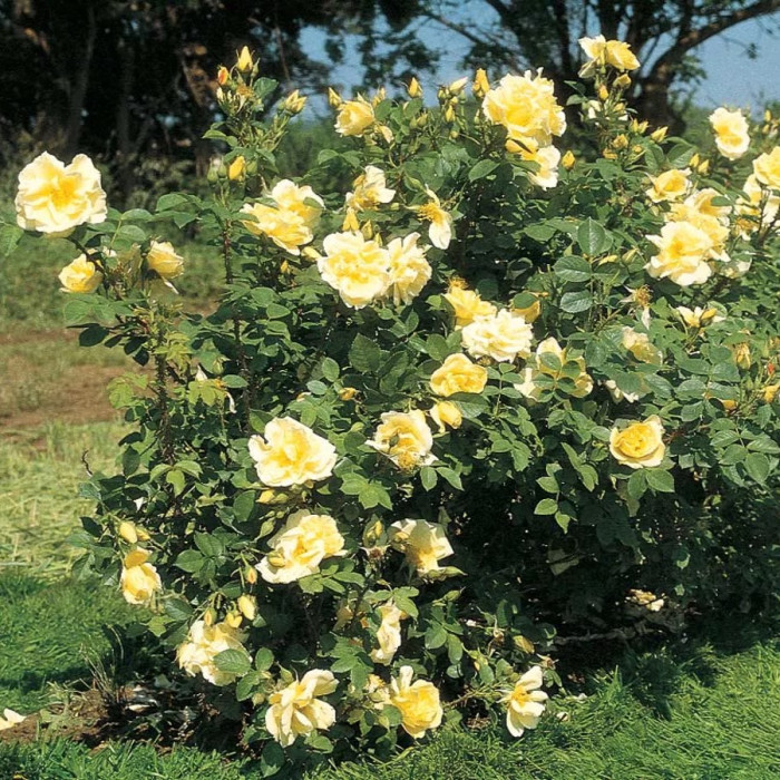 RUSTICA® II Moryelrug